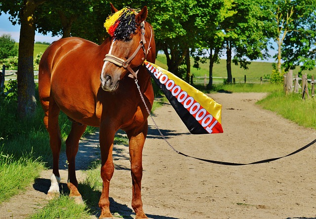 篮的战术完 篮的战术完